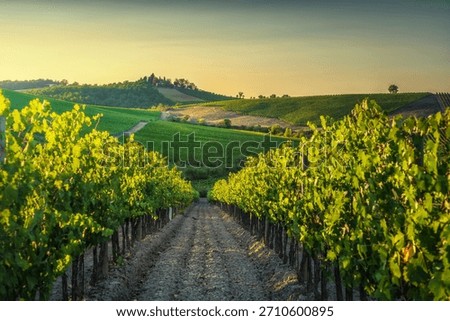 View along the rows of a sunlit vineyard in the Castellina in Chianti region, Tuscany, Italy, captured at golden hour. The vines are illuminated by the warm, low light of sunset. Stock photo © 