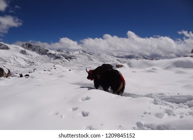 
View Along The Snowman Trek In Bhutan (World Most Difficult Trekking)  			