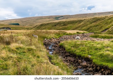 A View Along A Stream On The Dales Near Hawes, Yorkshire, UK On A Summers Day