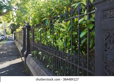 View along a wrought iron fence with hedged grenery in Melbourne, Australia