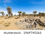 View of the American Southwest Desert Landscape