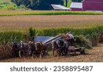 A View of Amish Harvesting There Corn Using Six Horses and Three Men as it was Done Years Ago on a Sunny Fall Day