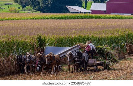 A View of Amish Harvesting There Corn Using Six Horses and Three Men as it was Done Years Ago on a Sunny Fall Day