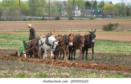 View of An Amish Man Plowing Fields with 8 Horses on an Early Spring Day