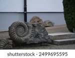 A view of ammonite fossils.