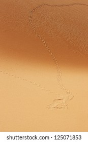 A View Of Animal Tracks On Sand Dunes Of The Arabian Desert