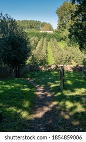 View Of An Apple Orchard From The Churchyard In The Village Of Egerton, Kent, UK