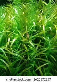 View of the aquarium and algae