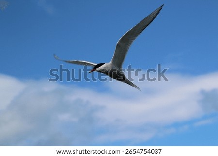 A view of an Arctic Tern in Flight