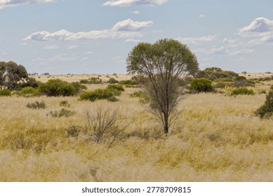 A view of the arid landscape featuring sparse trees and grassland in Madura, Australia