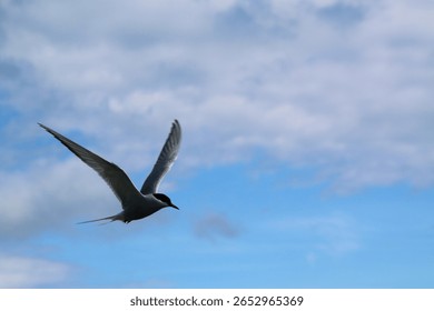 A view of an Artic Tern in flight