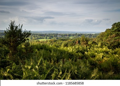 View From Ashdown Forest, East Sussex