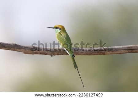 View of Asian Green Bee eater