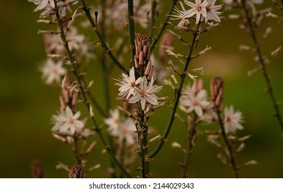 View of asphodelus ramosus. Alsa known as the branched asphodel. It is a perennial herbaceous plant in the order Asparagales.  - Shutterstock ID 2144029343