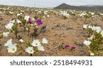 A view of the Atacama Desert during the 