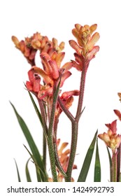 A view of the Australian red Kangaroo Paw plant on an off-white background