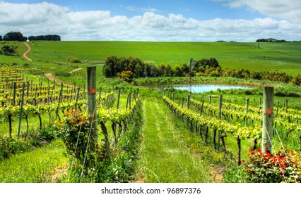 a view of an Australian vineyard on a sunny day - Shutterstock ID 96897376