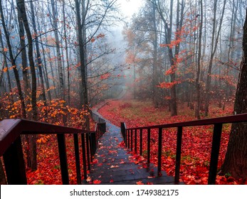 View Of Autumn Scenery Woods