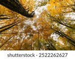 View of an autumn shaded canopy of trees in a forest with black tree trunks leading up to canopy and grey sky above