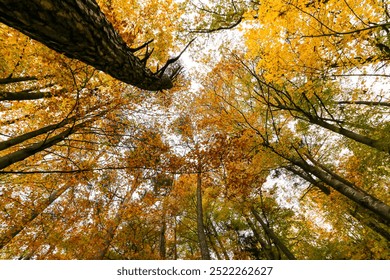 View of an autumn shaded canopy of trees in a forest with black tree trunks leading up to canopy and grey sky above - Powered by Shutterstock