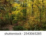 View of the autumnal beech forest with yellow and green leaves in beautiful afternoon light