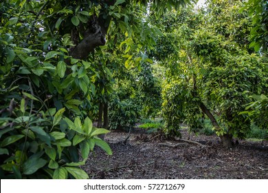 View Of Avocado Trees In Organic Plantation Farm