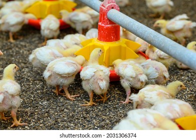 View Of Baby Chicken In Big Poultry Farm. Little Birds Eating Grain From The Special Feeder. Agricultural Business Concept