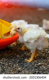 View Of Baby Chicken Eating Grain At The Big Poultry Farm. Indoors Chicken Farm, Chicken Feeding Concept