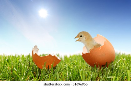 A view of a baby chicken on a green grass against blue sky - Powered by Shutterstock