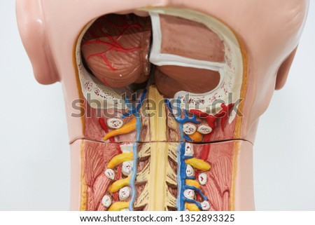 View from the back of human occipitocervical junction anatomy demonstrating spinal cord and cerebellum