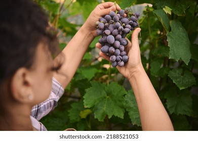 View From The Back Of A Woman Vine Grower, Viticulturist Holding Purple Grapes Hanging In The Vineyard And Inspecting Them For Ripeness. Viticulture. Agribusiness