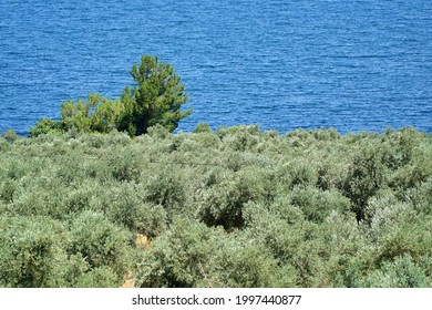 View Of Bafa Lake In Bodrum District Of Turkey.