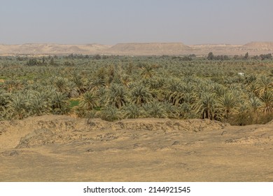 View Of Bahariya Oasis, Egypt