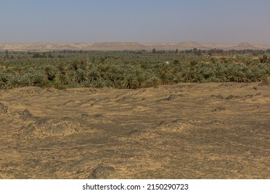 View Of Bahariya Oasis, Egypt