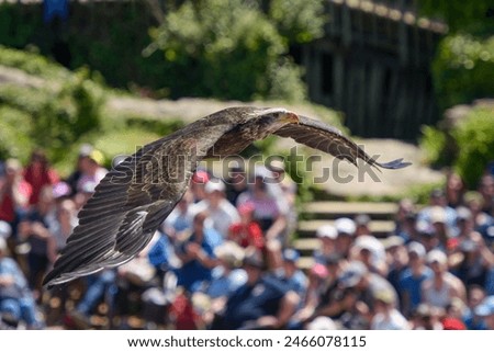 view of a bald eagle during a falconry show in France