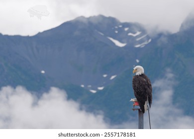 View of a Bald eagle perched on a pole at the entrance to Seward Harbor with a mountains in the background, Alaska, USA
