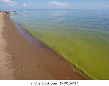 View Of The Baltic Sea With Water Turned Green From Blooming Algae