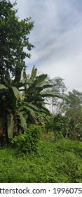 View Of Banan Tree With The Wild Plant On The Morning Sky