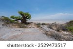 View of a baobab tree at Kubu Island with the Makgadikgadi Pan in the background, Botswana