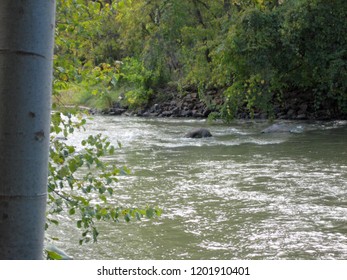 View Of The Baraboo River Near A Birch Tree, As Seen From The Historic Ice Age Trail In Attridge Park In Wisconsin