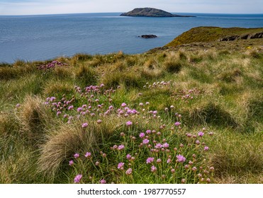 View Of Bardsey Island From The Llyn Peninsula Mainland With Sea Pink Flowers.