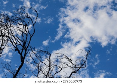 A view of bare, leafless winter tree branches on the left corner, set against a blue sky background with clouds.