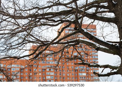 view of bare oak tree branches and urban apartment house in winter day