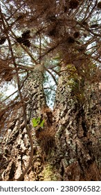 up view of  Bark trunk and green leaf twigs of pine tree in tropical forest
