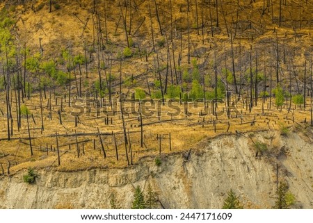 View of barren land following recent fire near Kamloops, British Columbia, Canada, North America Stockfoto © 
