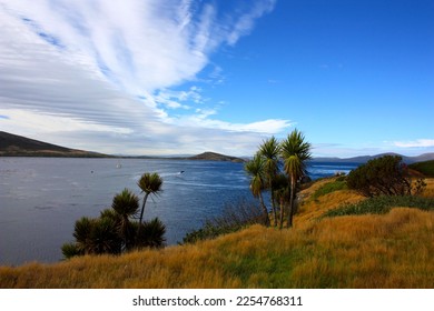 View of the bay from Carcass Island, Falkland Islands, Malvinas - Shutterstock ID 2254768311