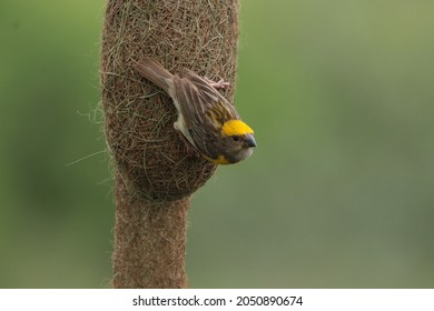 View Of Baya Weaver Making Its Nest