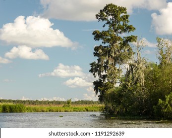 View Of Bayou Sauvage At Jean Lafitte Swamp