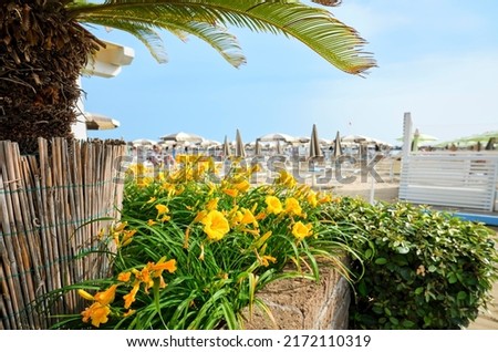 View of the beach with yellow flowers and a palm tree in the foreground on a sunny summer day, in the background the beach full of umbrellas and beach loungers by the Adriatic sea, Italy.