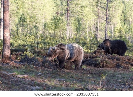 Similar – Brown Bear on forest